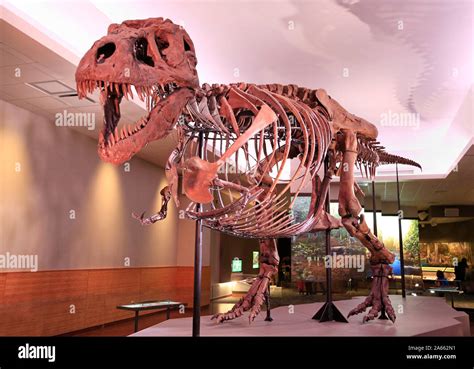 most complete dinosaur skeletons.